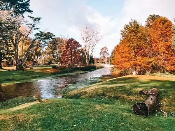 Arroyo entre árboles de otoño